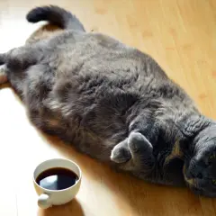 En stor grå katt ligger utsträckt på golvet bredvid en kaffekopp. Kanske undrar den hur bantar man en katt?