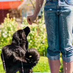 En svart hund hoppar efter vattenstrålar i en trädgård. Det är en varm dag och hunden svettas, men njuter av att leka.