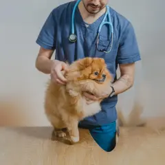 Veterinär undersöker en fluffig hund som verkar ha svårt att kissa.