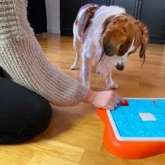 En person aktiverar hund inomhus med en interaktiv leksak. Hunden tittar nyfiket på leksaken.