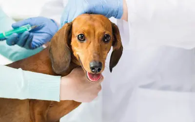 En veterinär ger en tax en vaccination. Frågan om hur ofta vaccinera hund är viktig för att hålla din hund frisk.