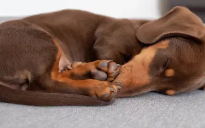 Brun hund sover på rygg i en mysig hundsäng.