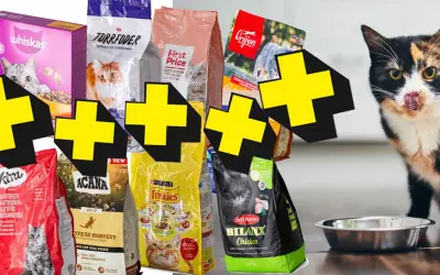 En kattunge som slickar sig runt munnen bredvid olika sorters kattunge mat. Bäst i test för din kattunge.