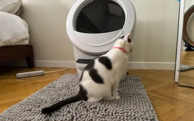 Svartvit katt sitter på en grå matta framför en automatisk kattlåda. Denna kattlåda är bäst i test för att hålla hemmet rent.