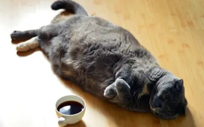 En stor grå katt ligger utsträckt på golvet bredvid en kaffekopp. Kanske undrar den hur bantar man en katt?