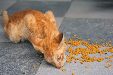 En orange randig katt äter torrfoder på ett grått klinkergolv. Detta är verkligen det bästa torrfoder katt kan få!