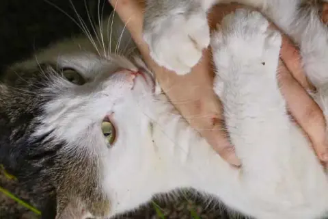 En katt med vit och grå päls, med gröna ögon, hålls i famnen. En hand håller försiktigt i katten, kanske inför en kastrering.