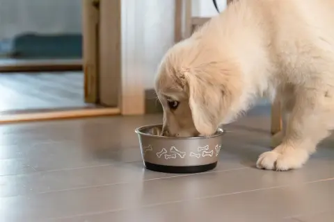 En söt golden retriever-valp äter ur sin matskål. Frågan "hur mycket torrfoder till valp" är viktig för att ge rätt näring.