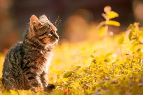 En randig katt sitter i solljus bland gula blommor. Den ser ut att ha ont i magen, som om en katt spyr gult.