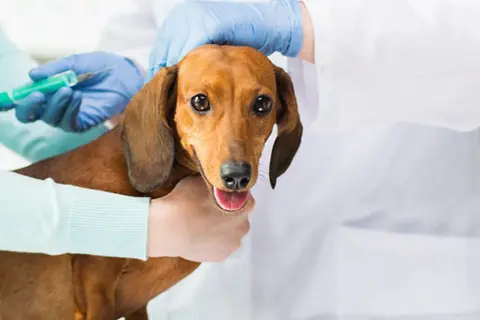 En veterinär ger en tax en vaccination. Frågan om hur ofta vaccinera hund är viktig för att hålla din hund frisk.