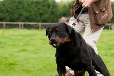En ståtlig rottweiler, en hund i koppel, står på en grön gräsmatta.
