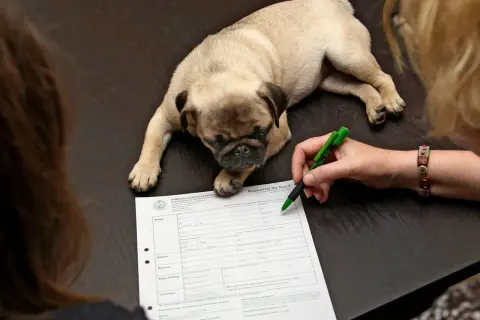 En söt mops ligger på ett bord medan en person skriver på ett köpekontrakt för hund.