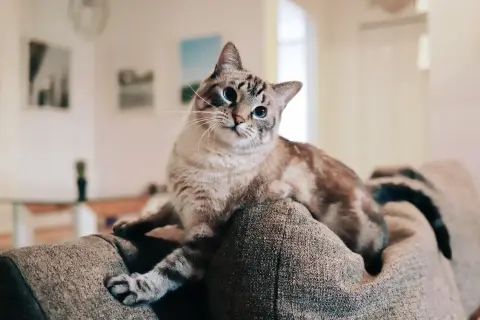 En katt med blå ögon vilar på en soffa. Den ser ut att vara en siameskatt, och den verkar vara en av de där katterna som kissar mycket.