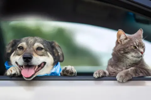 Glad hund med blått band och en katt tittar ut genom bilfönstret. De är redo att transportera valp i bil på äventyr.