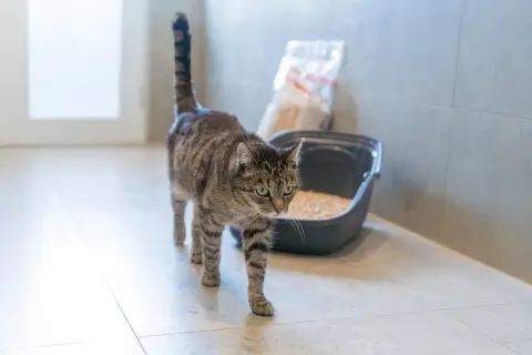En randig katt går förbi en kattlåda med kattsand. Kanske är det en katt allergisk mot kattsand som letar efter ett alternativ.