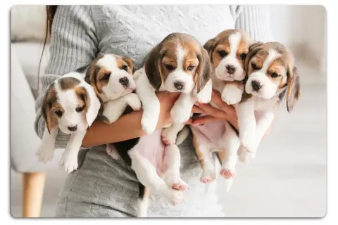 Fem bedårande beaglevalpar, cirka 3 veckor gamla, hålls i famnen. De är redo för mat till valp.