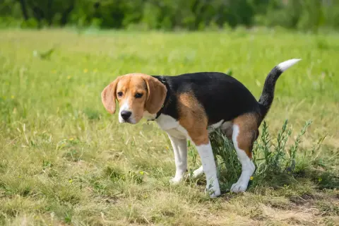 En beagle med trasslig päls ser orolig ut i gräset, kanske ett tecken på tarminflammation hund symptom.
