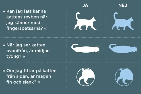 Bedöm din katts vikt för att välja bästa torrfoder steriliserad katt. Bilden visar hur man känner revben, ser midjan och magen.