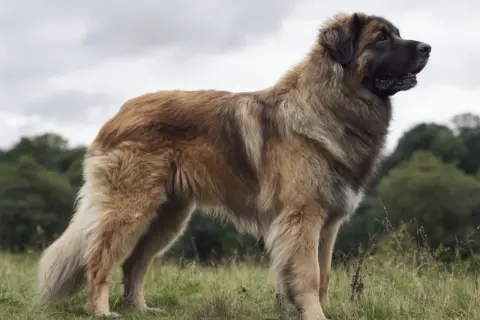 En ståtlig leonberger hund står i en grönskande äng med en molnig himmel ovanför.