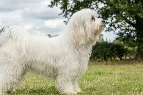 En ståtlig bichon havanais vuxen står i en grönskande äng, med en stor ek i bakgrunden.