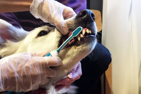 En person med handskar borstar tänderna på en vit hund. För att undvika karies hos hunden är det viktigt med regelbunden tandvård.