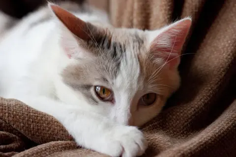 En liten katt med vita och gråa fläckar vilar på en brun filt.