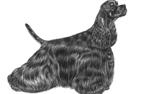 En detaljerad blyertsteckning av en svart cocker spaniel i full profil. Hunden har lång, vågig päls och tittar uppåt med en elegant hållning, vilket ger en känsla av dess cocker spaniel storlek.