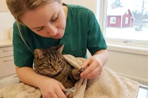 Veterinär klipper klorna på en katt. Frågan "hur ofta klippa klor katt" är relevant för kattägare.
