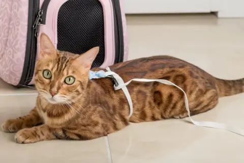 En bengalisk katt med gröna ögon ligger på ett ljusbeige golv, redo för äventyr med sin katt i koppel och en rosa transportbur i bakgrunden.