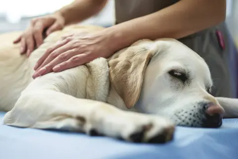 En hund med dyspné vilar på ett bord medan en person lugnande klappar den.
