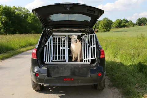 En glad hund sitter i en Artfex hundbur storleksguide i bagageutrymmet på en bil, redo för äventyr i det gröna landskapet.