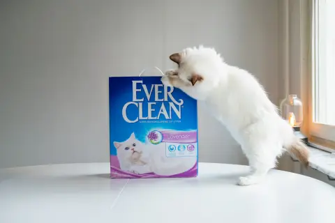 En vit kattunge klöser på en låda med Ever Clean lavendeldoftande kattsand, den bästa kattsanden för en ren och fräsch hemmiljö.