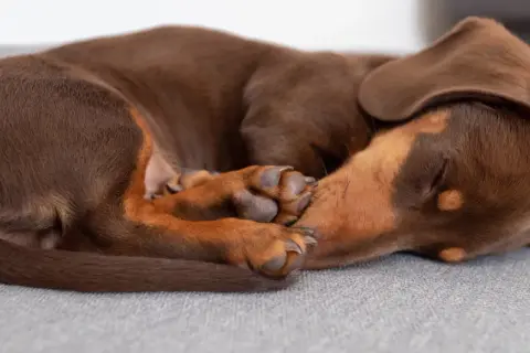 Brun hund sover på rygg i en mysig hundsäng.
