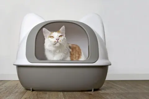 En vit och orange katt sitter i en kattlåda med kattöron. Den ser ut att vara den bästa kattlådan för en nöjd katt.
