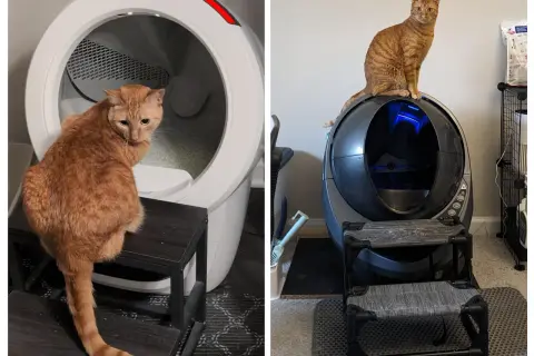 Två orange katter sitter på eller bredvid moderna, självrengörande kattlådor. En katt tittar in i en vit enhet, den andra sitter ovanpå en mörk enhet. En luktfri kattlåda är en dröm för alla kattägare.