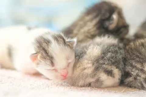 Söta kattungar, kanske 14 veckor gamla, sover tätt tillsammans. En vit och grå kattunge ligger längst fram.