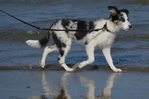 En border collie svart och vit springer i vattenbrynet.