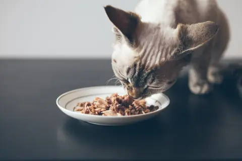 En katt njuter av sin bäst kattmat från en tallrik.