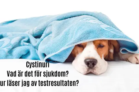Sjuk hund med cystinuri, en typ av urinsten. Vad är det för sjukdom och hur läser jag av testresultaten?
