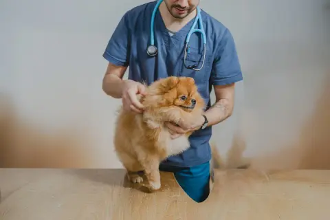 Veterinär undersöker en fluffig hund som verkar ha svårt att kissa.