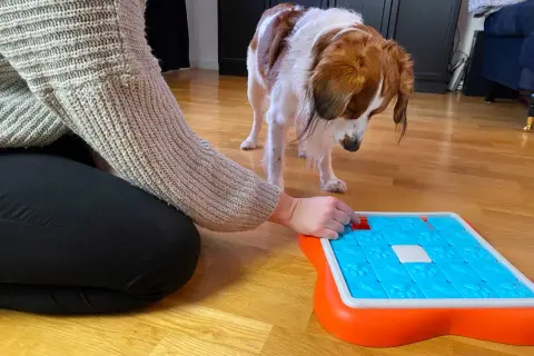 En person aktiverar hund inomhus med en interaktiv leksak. Hunden tittar nyfiket på leksaken.