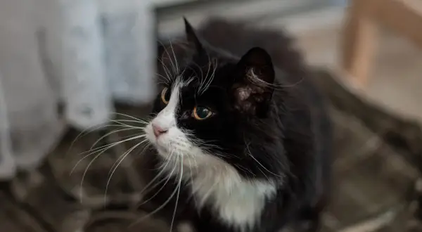 En gammal katt magrar, med sina långa morrhår som sträcker sig ut.
