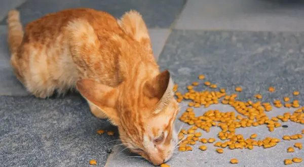 En orange randig katt äter torrfoder på ett grått klinkergolv. Detta är verkligen det bästa torrfoder katt kan få!