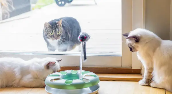 Två vita katter leker med en leksak. En randig katt tittar in genom fönstret, kanske funderar på att skaffa en till katt.
