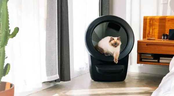 En vacker katt sitter i en självrengörande kattlåda bäst i test. Den moderna kattlådan är svart och har en rund öppning.