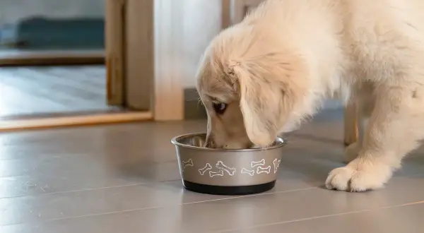 En söt golden retriever-valp äter ur sin matskål. Frågan "hur mycket torrfoder till valp" är viktig för att ge rätt näring.