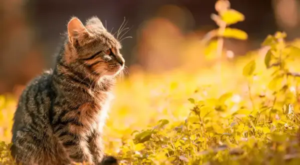 En randig katt sitter i solljus bland gula blommor. Den ser ut att ha ont i magen, som om en katt spyr gult.