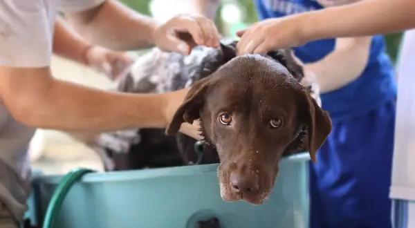 En brun labrador får en dusch. Frågan "hur ofta ska en hund duscha" är relevant när man ser hur nöjd hunden ser ut.