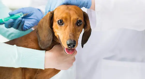 En veterinär ger en tax en vaccination. Frågan om hur ofta vaccinera hund är viktig för att hålla din hund frisk.