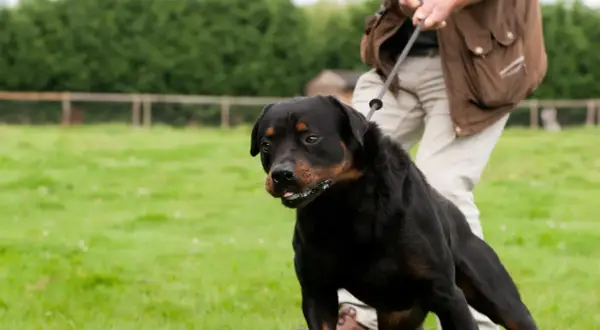 En ståtlig rottweiler, en hund i koppel, står på en grön gräsmatta.